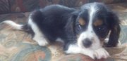 Blenheim DNA Tested, Cavalier King Charles Spaniel Puppies.